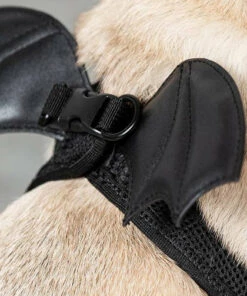 Buy ⭐ KILLSTAR Cats Flutter | PET HARNESS ✔️ -Halloween Item Store killstar flutter pet harness 2 826a35c3 6fa3 49c1 889b 54fece2e75da 700x700