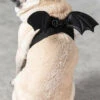 Buy ⭐ KILLSTAR Cats Flutter | PET HARNESS ✔️ -Halloween Item Store killstar flutter pet harness 4 c2726ffe a161 4e2a baef 6fe5153faf3c 700x700