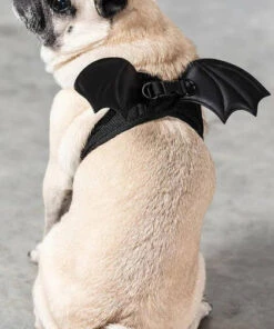 Buy ⭐ KILLSTAR Cats Flutter | PET HARNESS ✔️